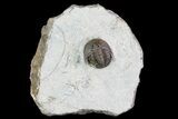 Tropidocoryphe Trilobite - Proetid With Axial Spines #72887-1